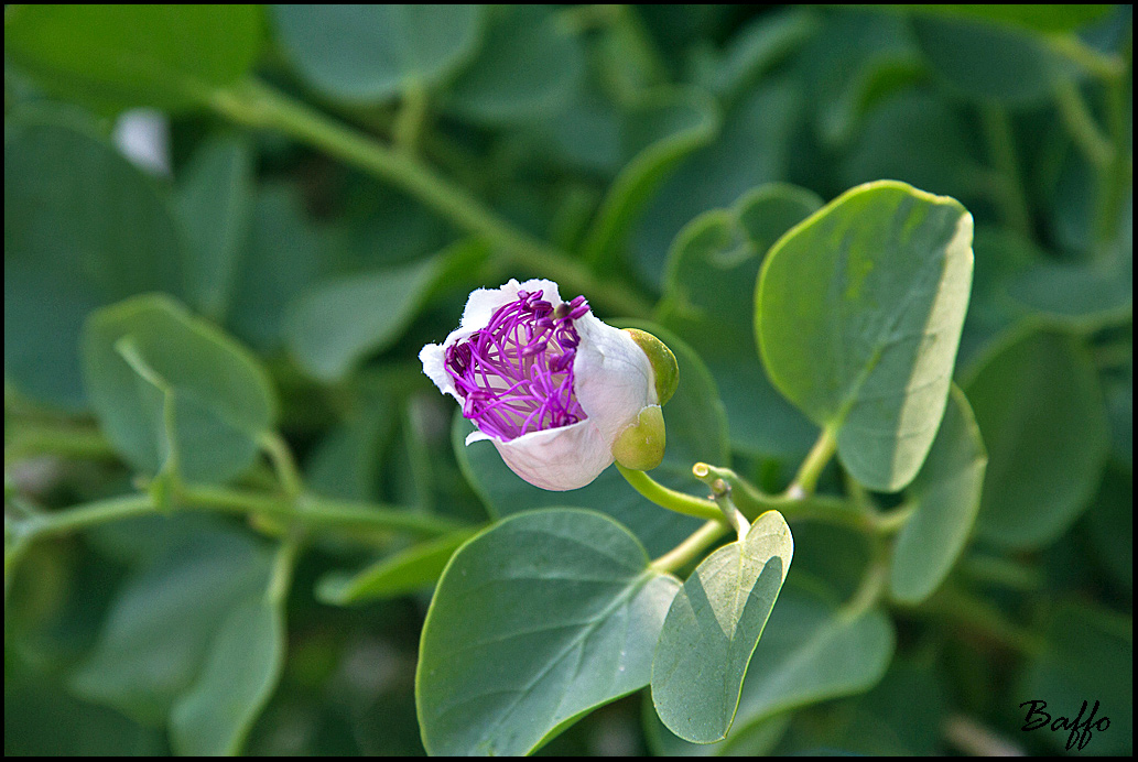 Capparis spinosa